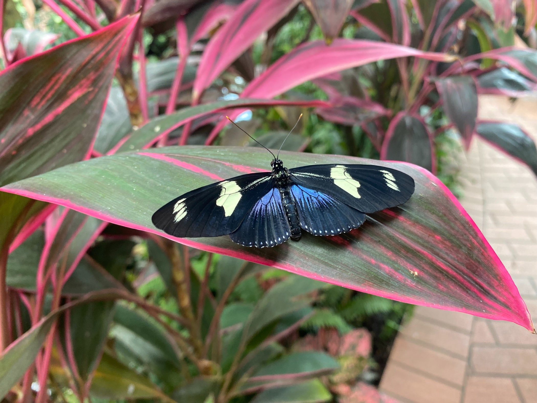 Visiting Key West Butterfly and Nature Conservatory is one of the most fun things to do in Florida