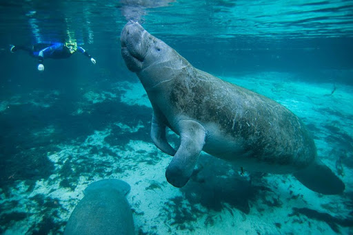 A diver and a manatee in the water