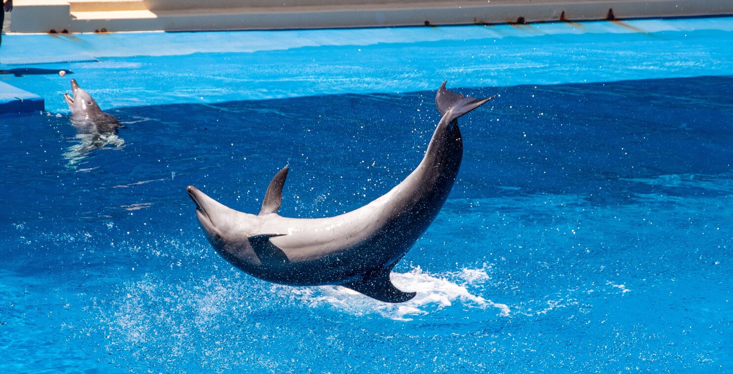 Dolphin jumping out of the water during a Dolphin show. Photo by Magda Ehlers
