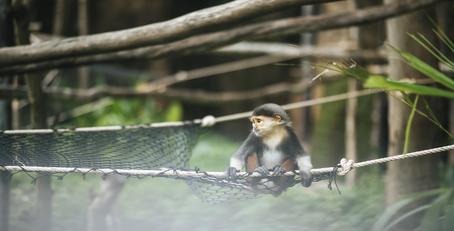 Monkey in a zoo, sitting in a rope hammock. Photo by Freepik